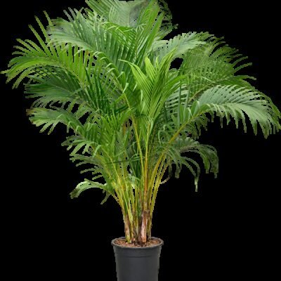 Areca Palm (Dypsis lutescens) - 170