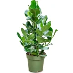 Clusia Rosea 3pp (Autograph Tree)