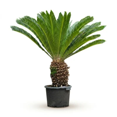 Sagopalm Stam (Cycas revoluta)
