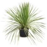 Dasylirion Stam (Dasylirion miquihuanensis)