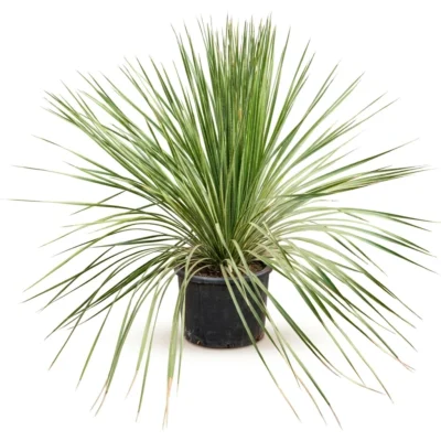 Dasylirion Stam (Dasylirion miquihuanensis)