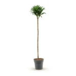 Drakenbloedboom 'Compacta' Carrousel 120-90-60-30