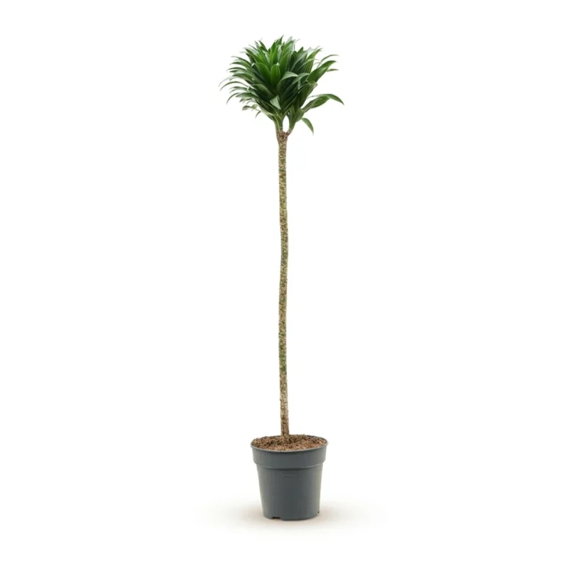Drakenbloedboom 'Compacta' Carrousel 120-90-60-30