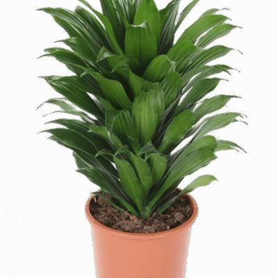 Dracaena fragrans Compacta – Drakenbloedboom