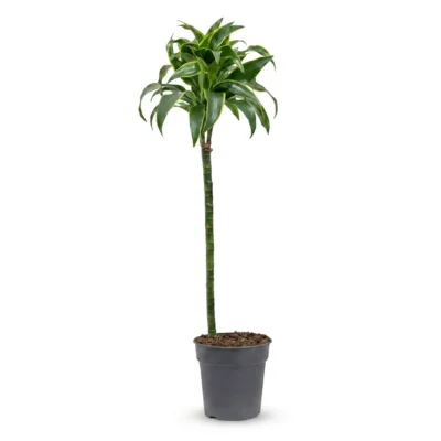 Drakenbloedboom – ‘Dorado’ 60-30-15