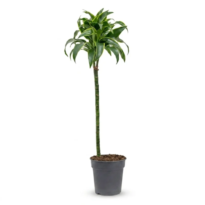 Drakenbloedboom – ‘Dorado’ 60-30-15