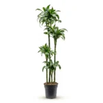 Drakenbloedboom 'Dorado' Carrousel 120-90-60-30