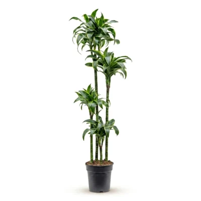 Drakenbloedboom 'Dorado' Carrousel 120-90-60-30