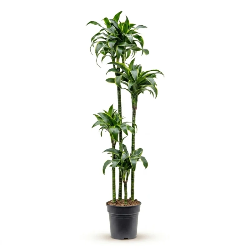 Drakenbloedboom 'Dorado' Carrousel 120-90-60-30