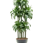Drakenbloedboom 'Dorado' Carrousel