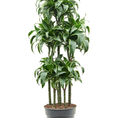Drakenbloedboom 'Dorado' Carrousel