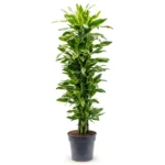 Drakenbloedboom 'Golden Coast' Vertakt-multi