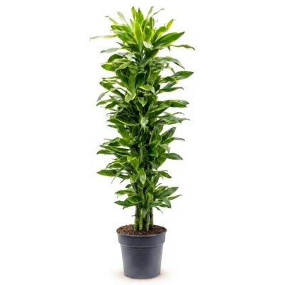 Drakenbloedboom 'Golden Coast' Vertakt-multi