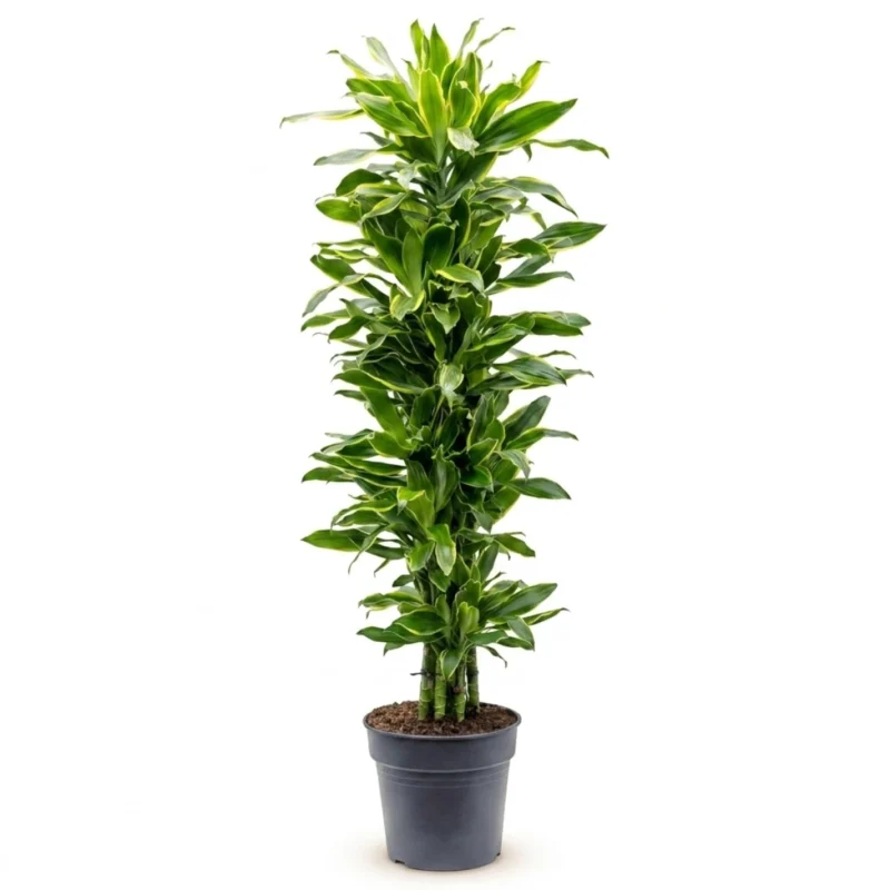 Drakenbloedboom 'Golden Coast' Vertakt-multi