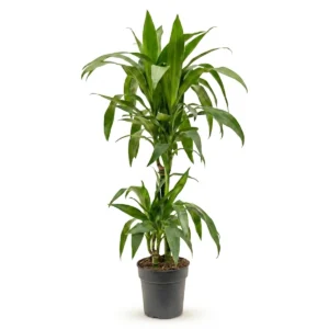 Dracaena Marginata Stam