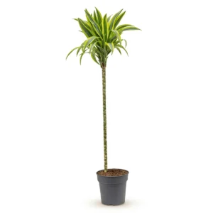 Dracaena Marginata Toef