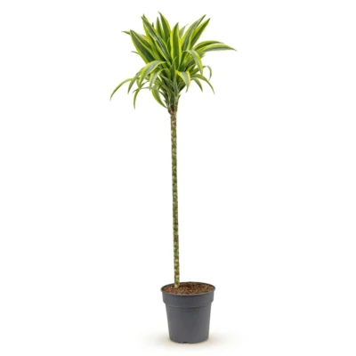 Drakenbloedboom 'Lemon Lime' Carrousel 90-60-30