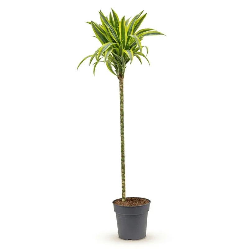 Drakenbloedboom 'Lemon Lime' Carrousel 90-60-30
