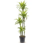 Drakenbloedboom 'Lemon Lime' Carrousel 120-90-60-30