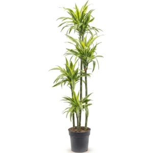 Dracaena Marginata Toef