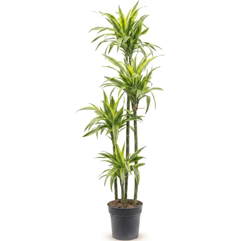 Drakenbloedboom 'Lemon Lime' Carrousel 120-90-60-30