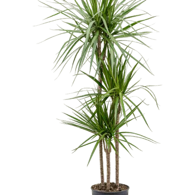 Drakenbloedboom Marginata (Dracaena marginata) - 150
