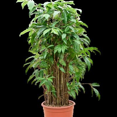 Goud Dracaena (Dracaena surculosa)