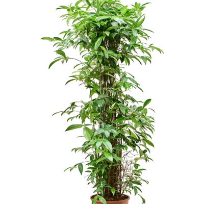 Sterjasmijn – jasminoides – Stam - 180