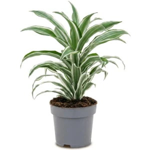 Dracaena Marginata Kop