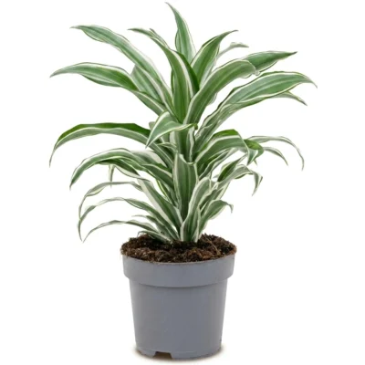 Drakenbloedboom – ‘White Jewel’ Kop