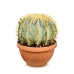 Toncactus 'Glaucescens' Bol (Thelocactus glaucescens)