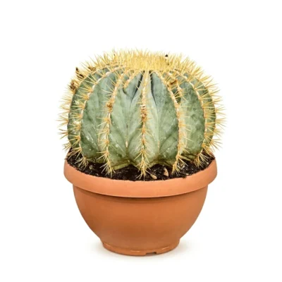Toncactus 'Glaucescens' Bol (Thelocactus glaucescens)