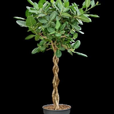 Banyan Vijg – ‘Audrey’ Gevlochten Stam - 175