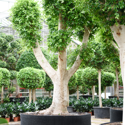 Chinese Vijg 'Nitida' Vertakt (Ficus microcarpa)