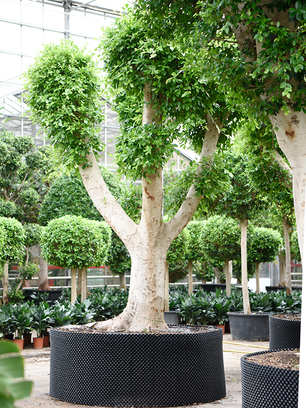 Ficus Microcarpa kopen bij Plantscount