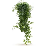 Klimop – ‘Pittsburgh’ Hanger groen