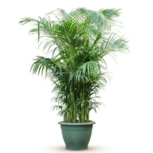Kentia Palm Toef