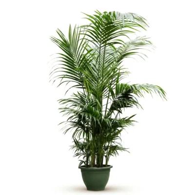 Kentiapalm – Toef extra 9/12pp