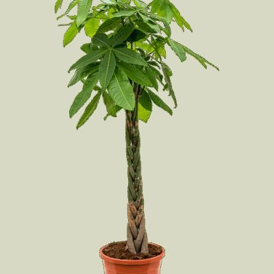 Pachira aquatica op stam (Geldboom)