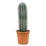 Pachycereus pringlei 1pp (Sahuarocactus)
