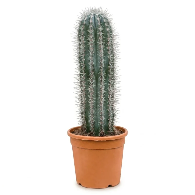Pachycereus pringlei 1pp (Sahuarocactus)