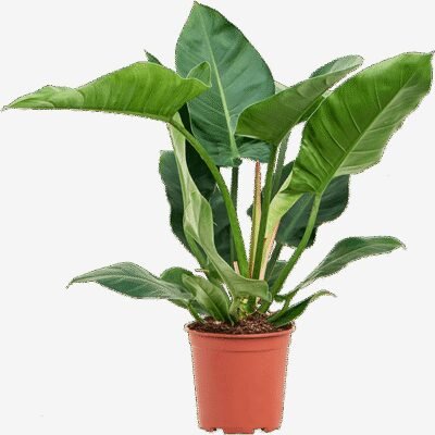 Philodendron ‘Imperial Green’ - 80