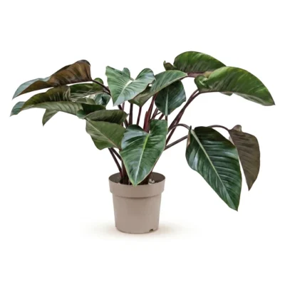 Philodendron 'Red Beauty' Bush
