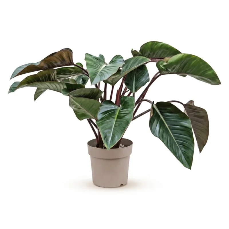 Philodendron kopen bij Plantscount