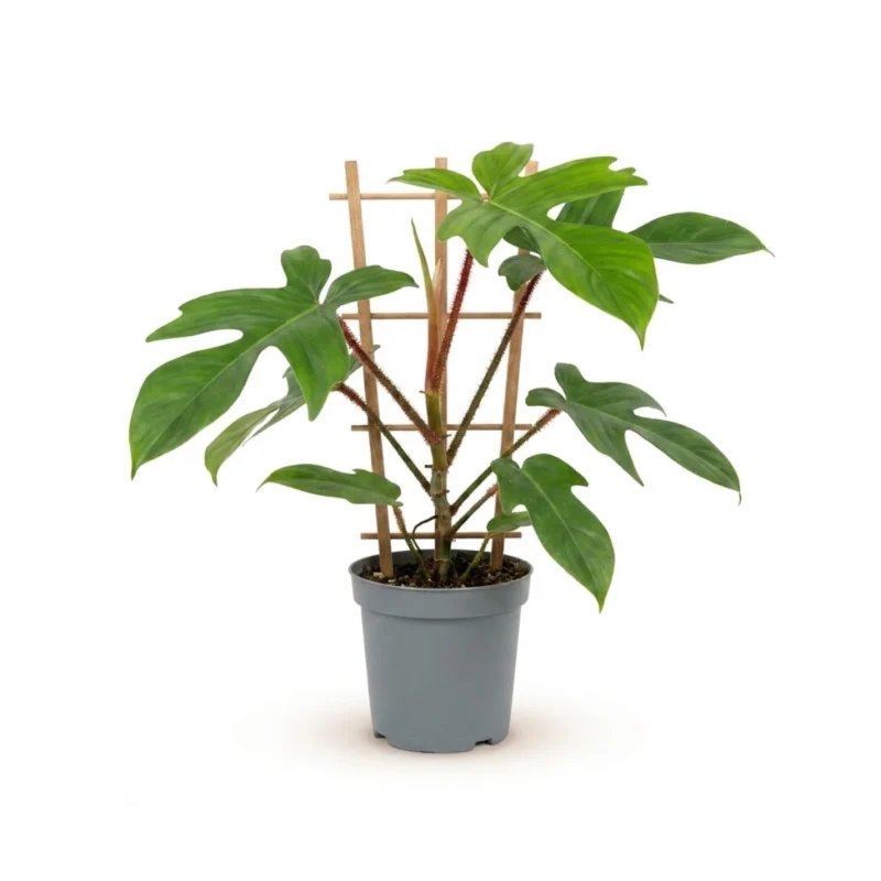 Philodendron squamiferum Rek