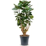 Aralia 'Fabian' Vertakt (Polyscias scutellaria)