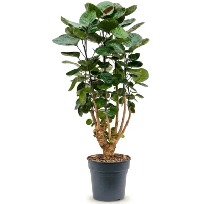 Aralia 'Fabian' Vertakt (Polyscias scutellaria)