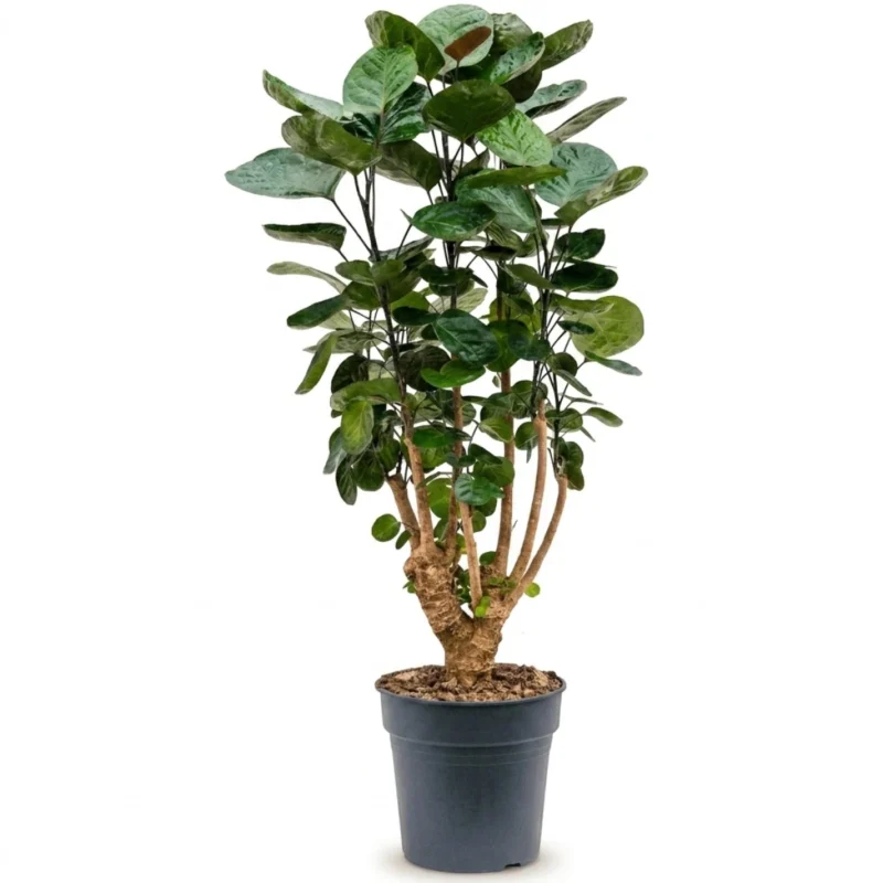 Aralia 'Fabian' Vertakt (Polyscias scutellaria)