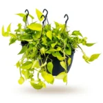 Scindapsus Golden Pothos – Hangplant