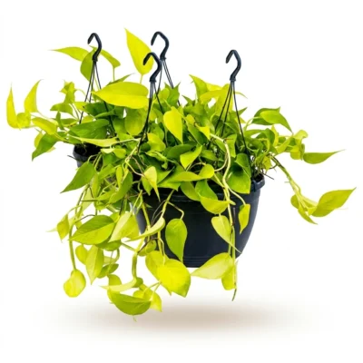 Scindapsus Golden Pothos – Hangplant